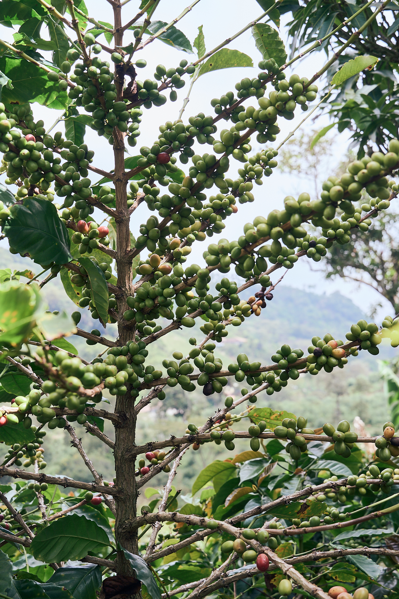 Coffee plant with ripening cherries